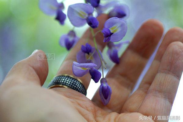 上海古藤园紫藤花是否开了,中国最大的紫藤园