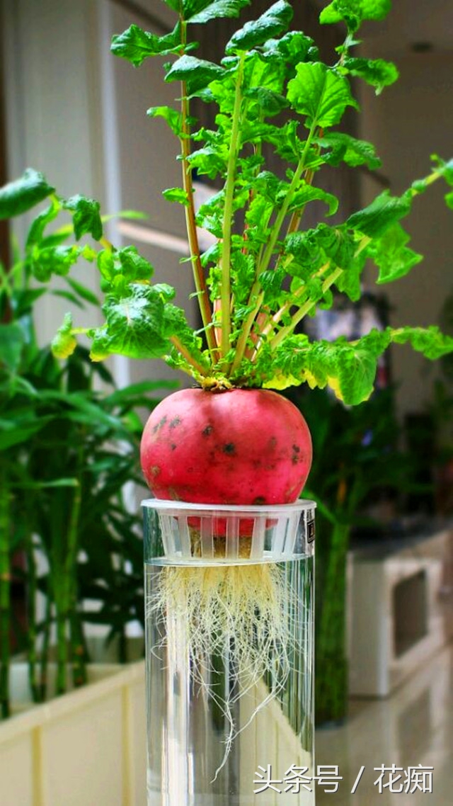 切下来的萝卜头怎么种小盆栽,蔬菜洋葱如何种出来好看