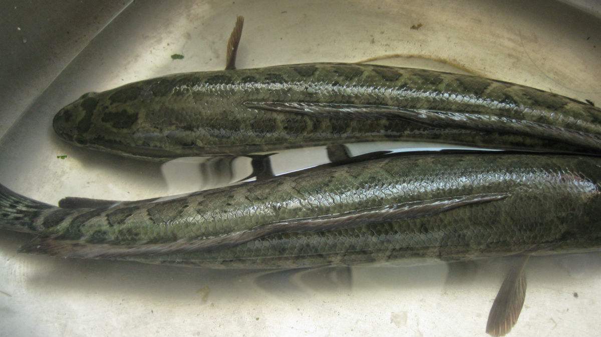 野钓黑鱼方法,野钓黑鱼技巧和方法