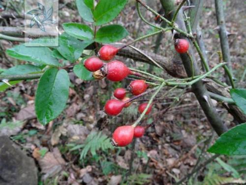 每一味草药的故事,每个中药背后都有一个故事