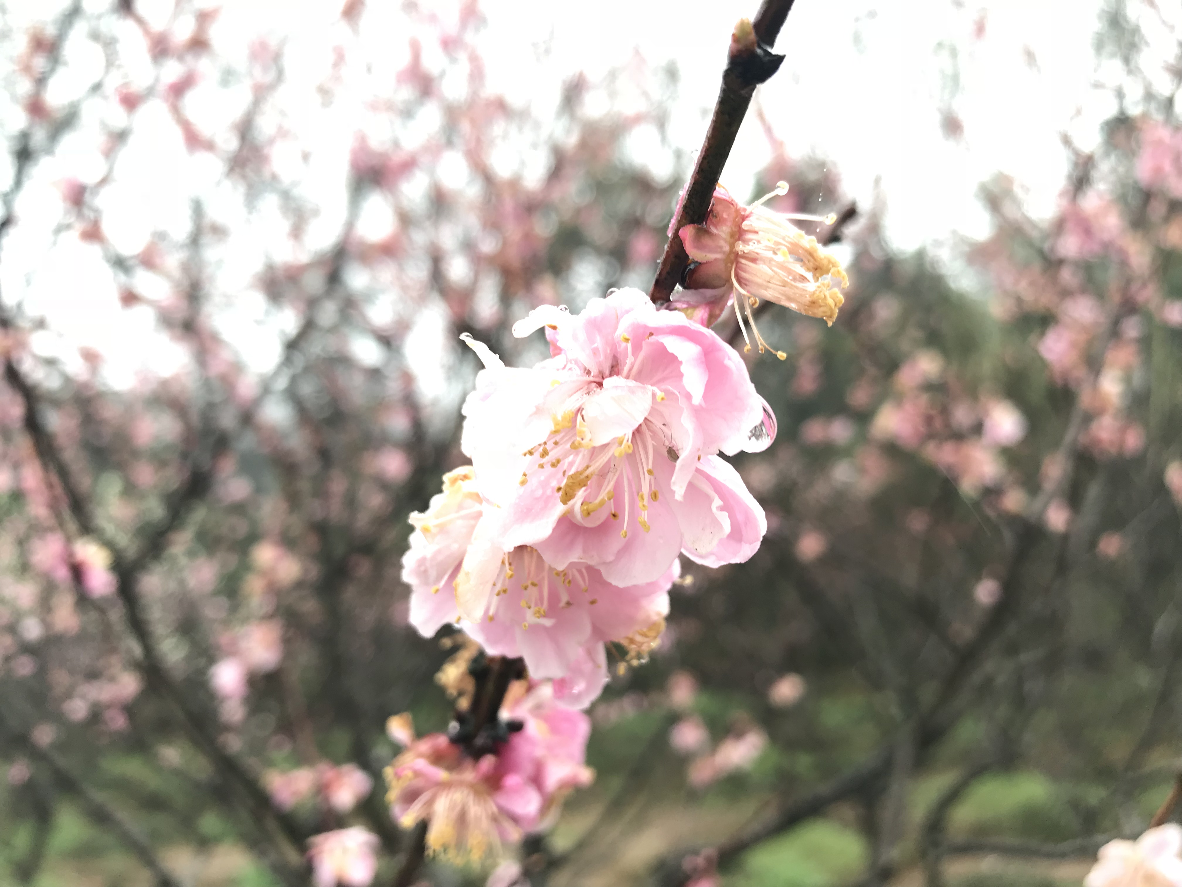 解酒效果很高的药,解酒护肝药物有用吗