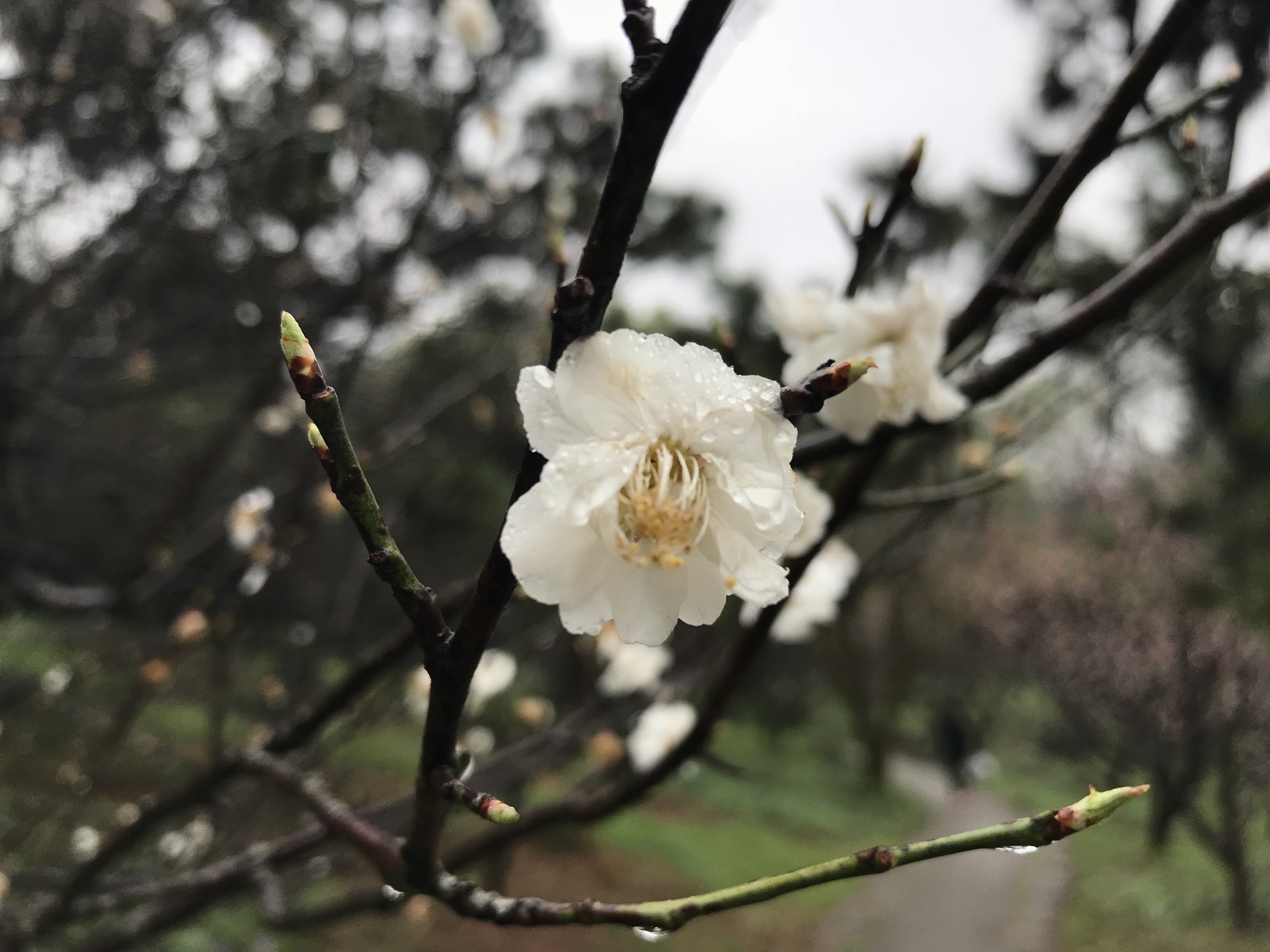 解酒效果很高的药,解酒护肝药物有用吗