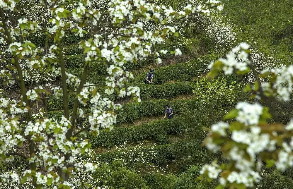 竹叶青53度,山西竹叶青酒
