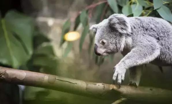 入境其他国家要小费,入境中国带多少美金现金