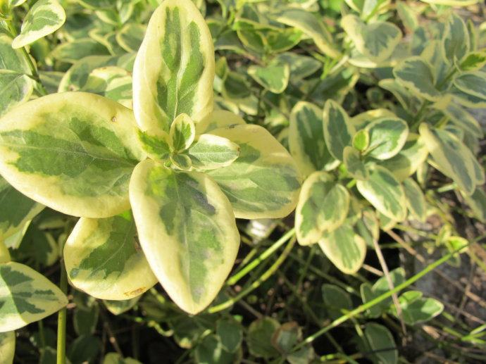 花叶蔓长春花和金边黄杨的区别,花叶蔓长春花耐寒多少度