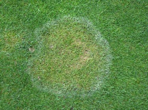 草坪保养和维护,草坪一年四季养护管理方案