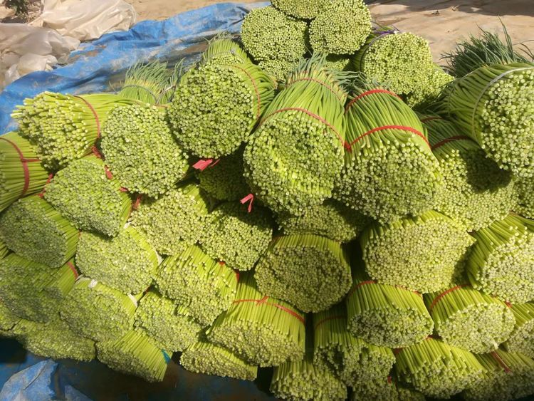 正宗腌制蒜苔不用切10斤方法,腌长蒜苔的正确方法