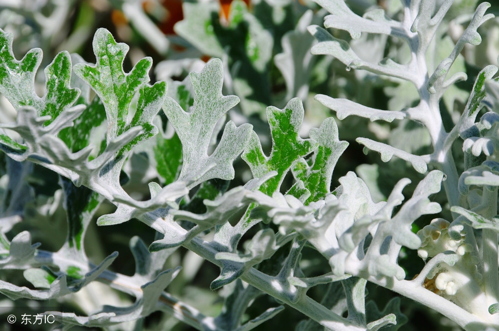 一味中药千里光,有什么中药和千里光一样功效