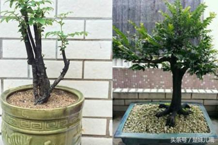 小叶紫檀手串怎么作假,小叶紫檀盆景真假如何鉴别