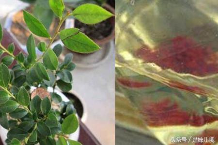 小叶紫檀手串怎么作假,小叶紫檀盆景真假如何鉴别