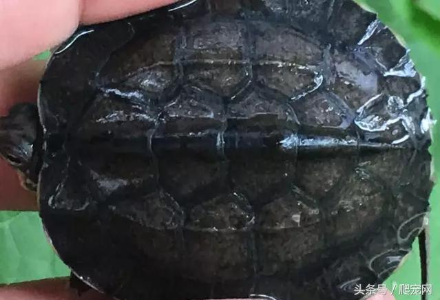 石金钱龟颜色及投资价值的关系