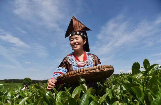 四月寻茶|除了云南普洱、西湖龙井，别小看贵州的这八道茶！