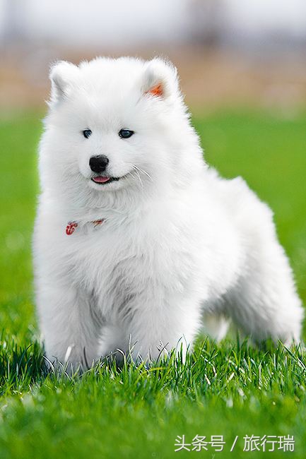 小狗视频可爱超萌金毛犬,金毛最可爱的小狗