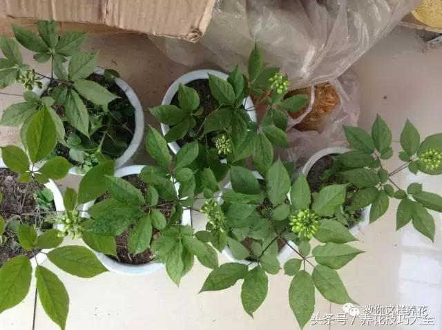 这十种花才是最养生的,家中必种的十种花