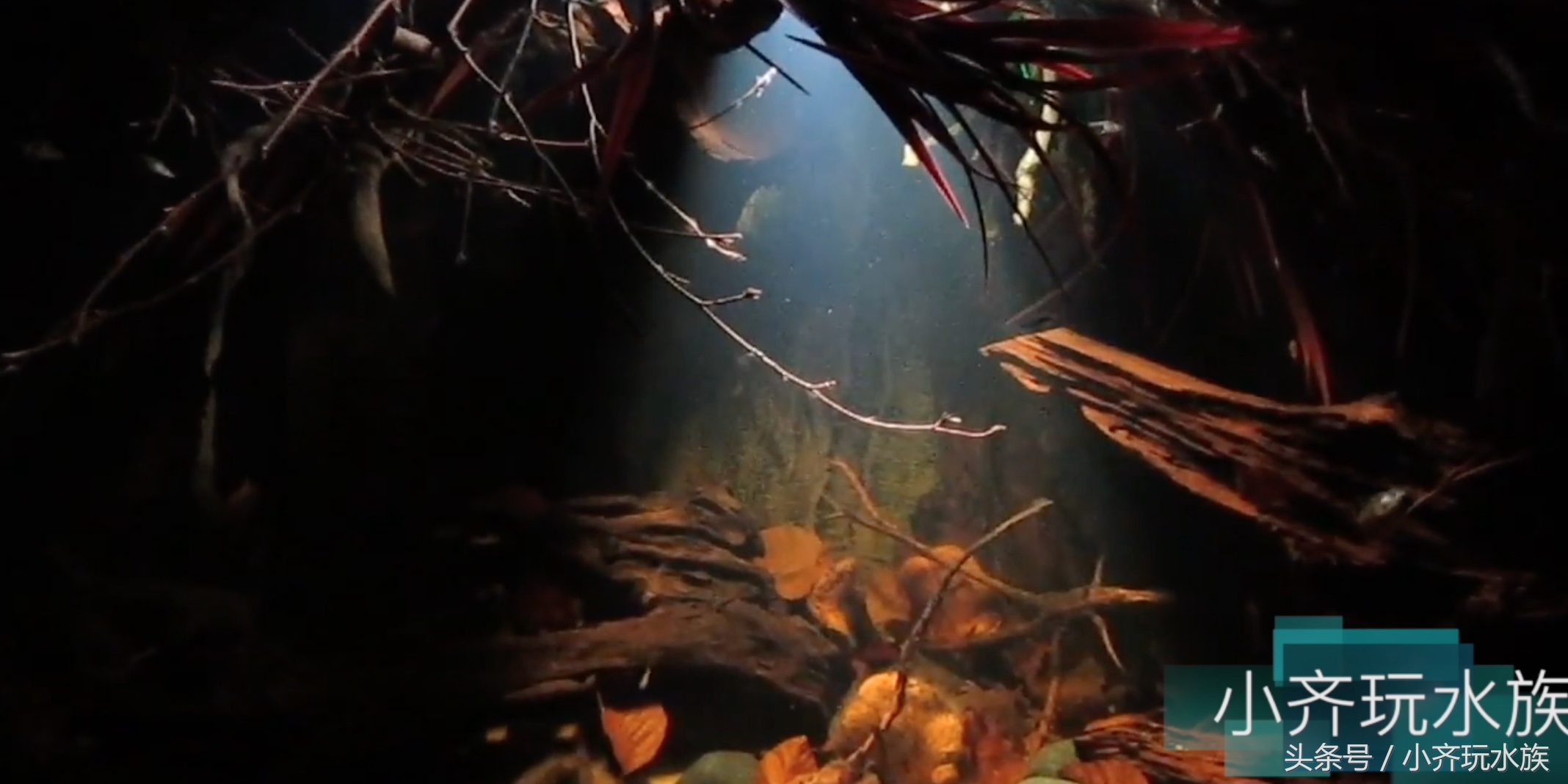 120厘米原生缸开缸教程,简单原生缸开缸新手