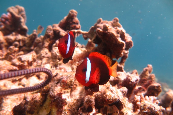 小尼莫的家在软珊瑚？看到了我们还是很害羞的躲避！