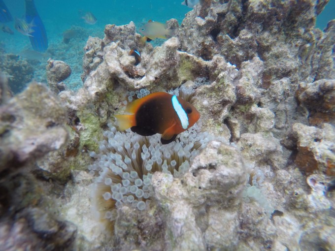 小尼莫的家在软珊瑚？看到了我们还是很害羞的躲避！