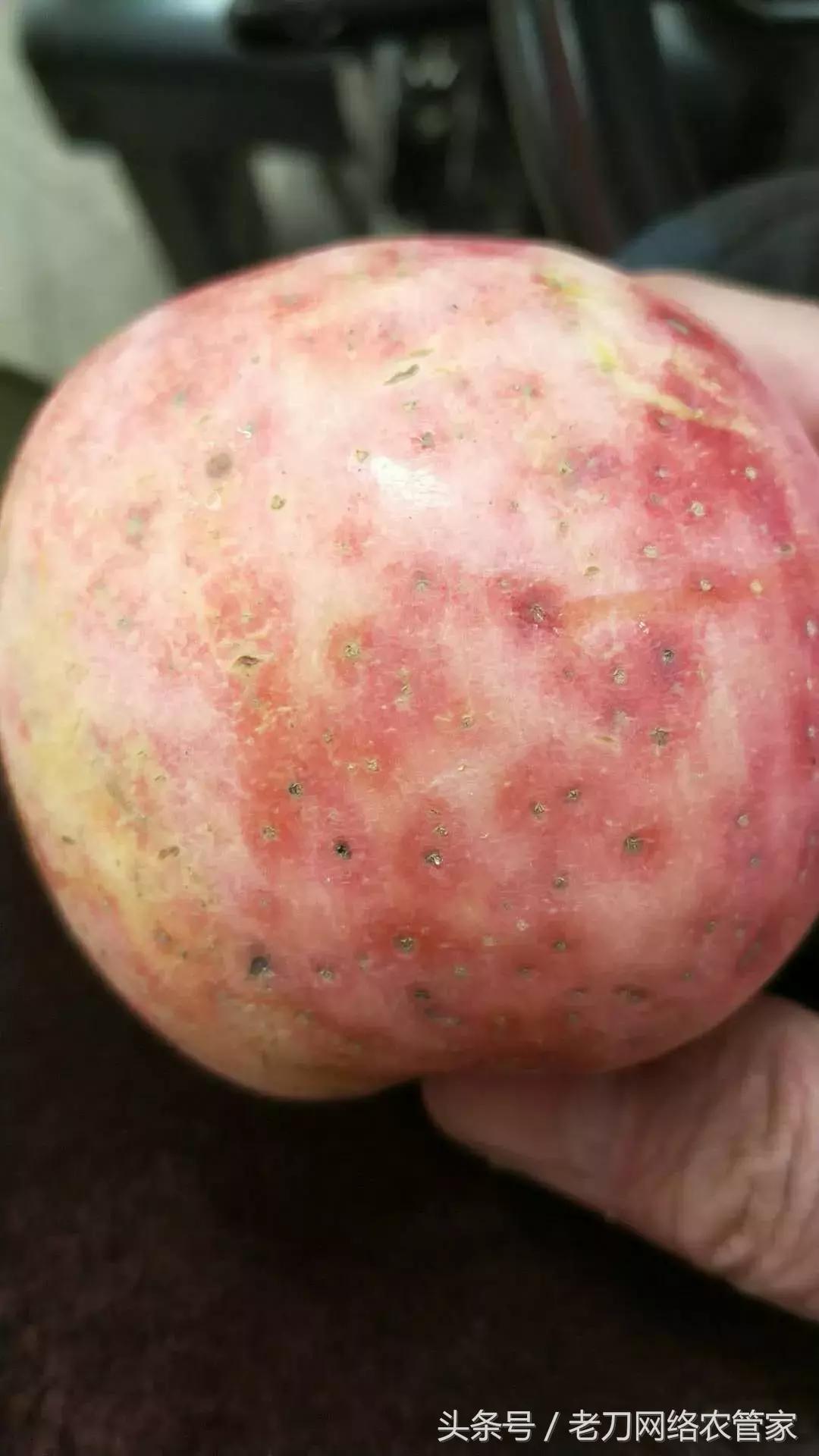 苹果果底黑点,苹果果实有深色斑点