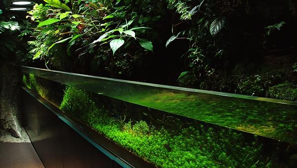 水兰水草养殖,水草养殖技巧