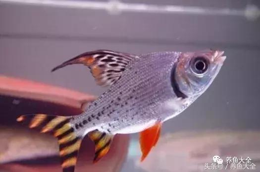 飞凤鱼能活多久,关于飞凤鱼