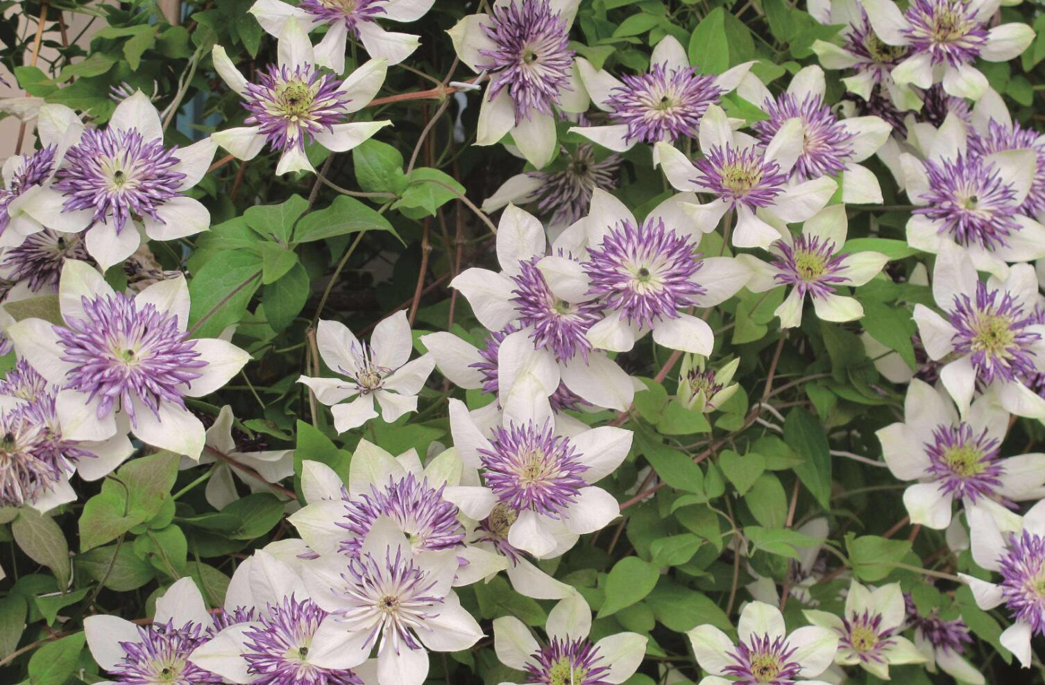 刚买回来的铁线莲怎么养,铁线莲怎么那么贵