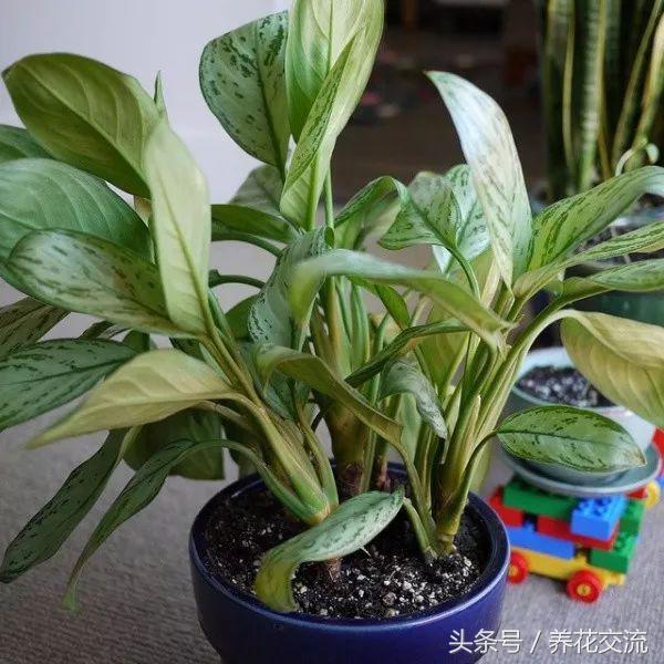 净化空气最好的十种植物,净化空气有害植物有哪些