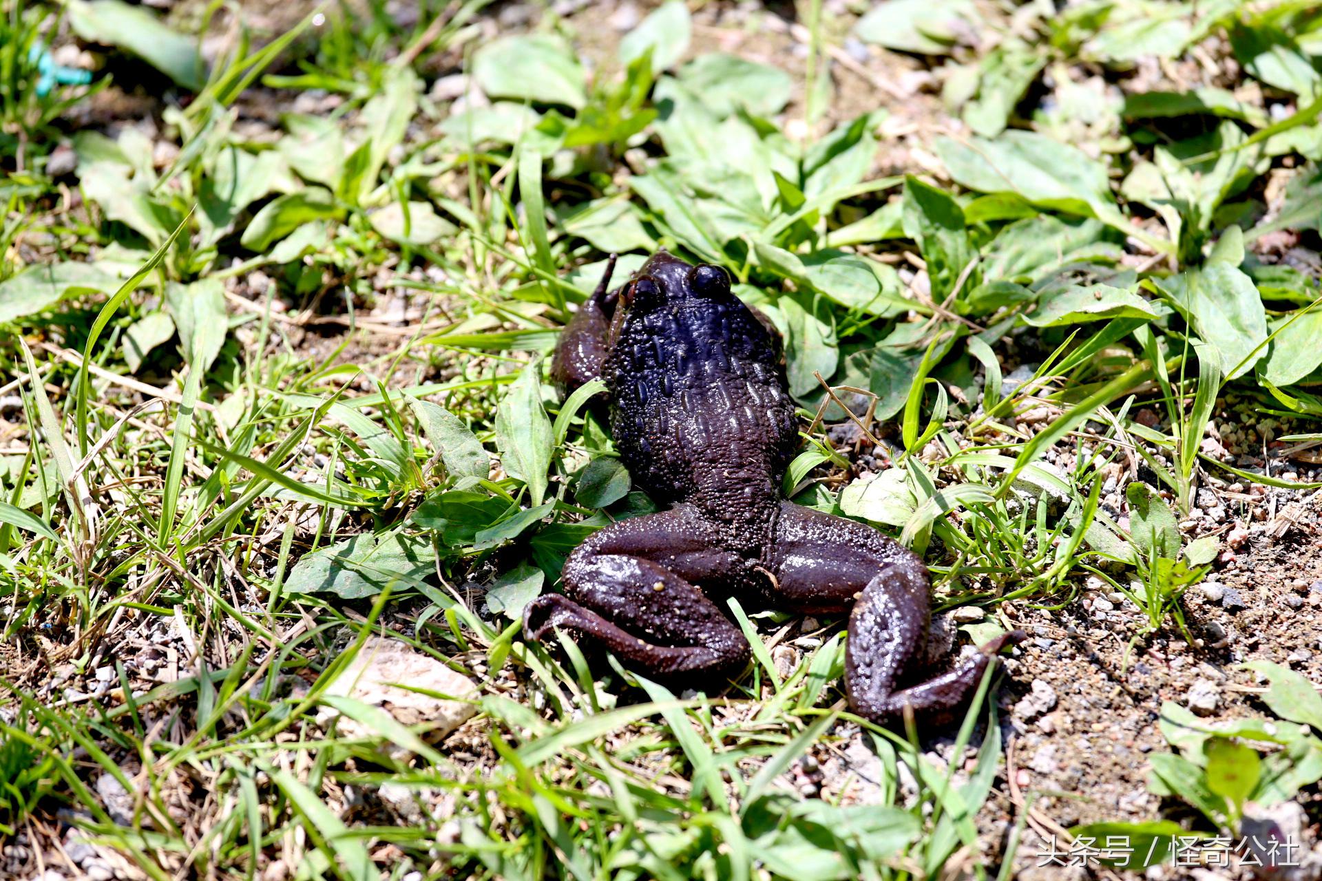 宜昌雾渡河石蛙养殖,石蛙养殖技术附近石蛙养殖基地