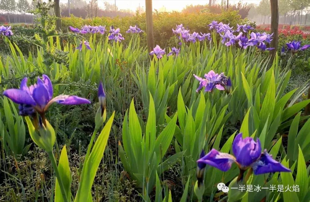 三月三：我有一片阳光，可暖四季薄凉