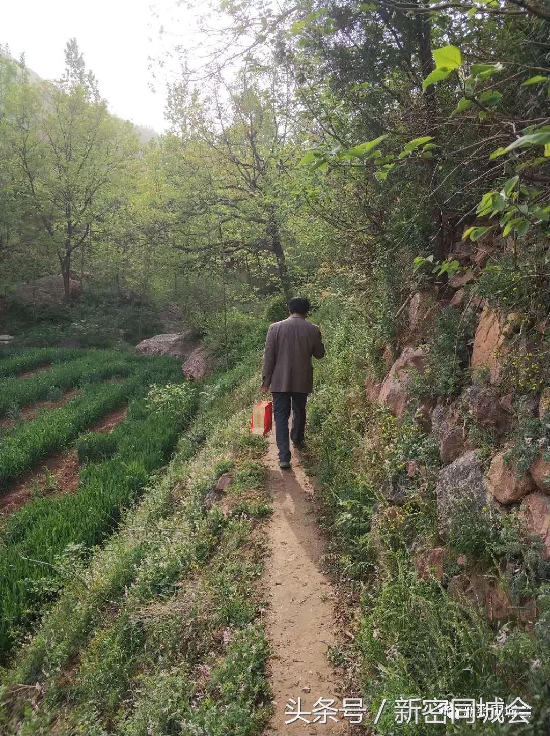 新密市九里山风景区摘槐花,新密超化九里山槐花林