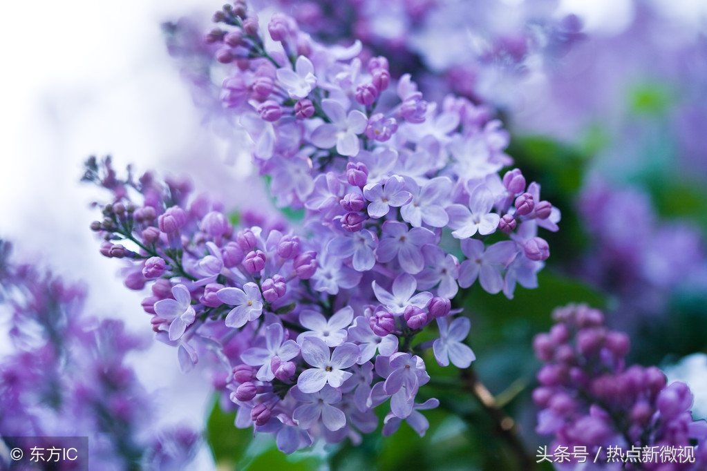 花语大全99种花语你需要了解,关于每种花的浪漫花语