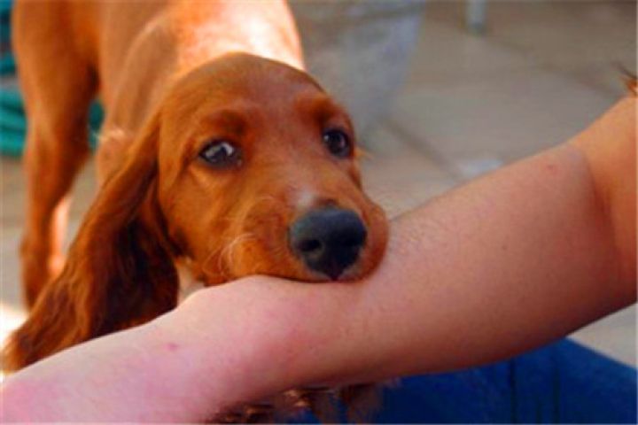 狂犬病时隔多年可以打疫苗吗,狂犬病死亡率那么高为啥还流行