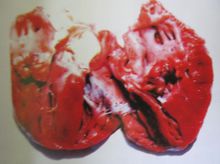 猪丹毒图片,认识猪病