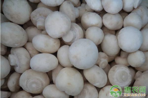 双孢菇栽培技术视频教程,双孢菇栽培技术和配料