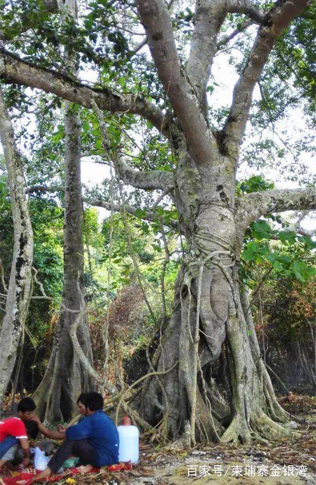 金银湾景区,金银湾生态旅游度假区