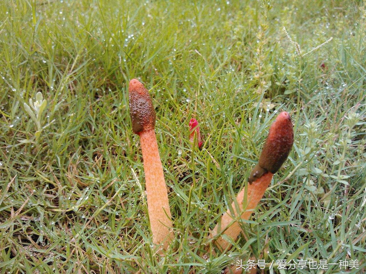 农村粪里面的肉虫子是什么,农村粪堆里的白虫子