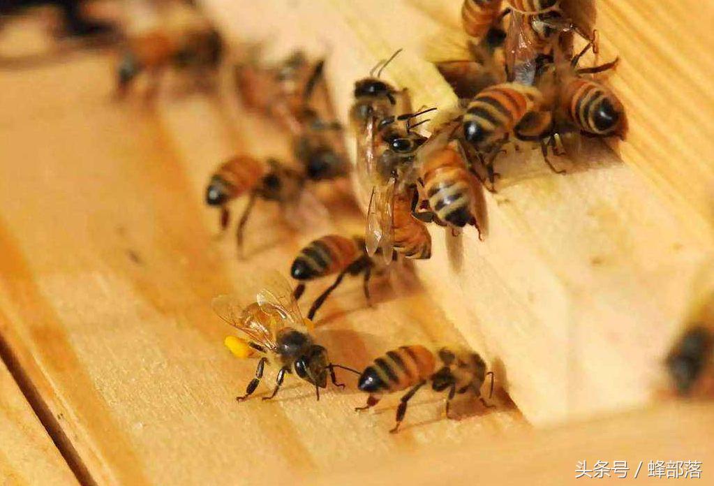 蜜蜂黑蜂太多怎么处理,蜜蜂黑蜂太多怎样处理