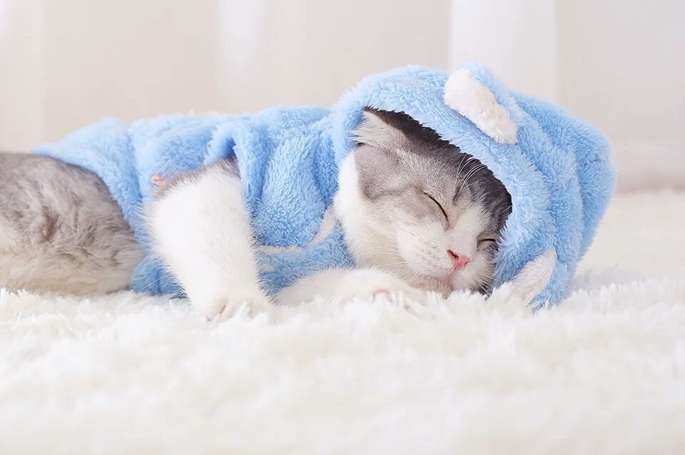 猫咪不喜欢穿戴项圈怎么办,猫咪会习惯穿衣服吗