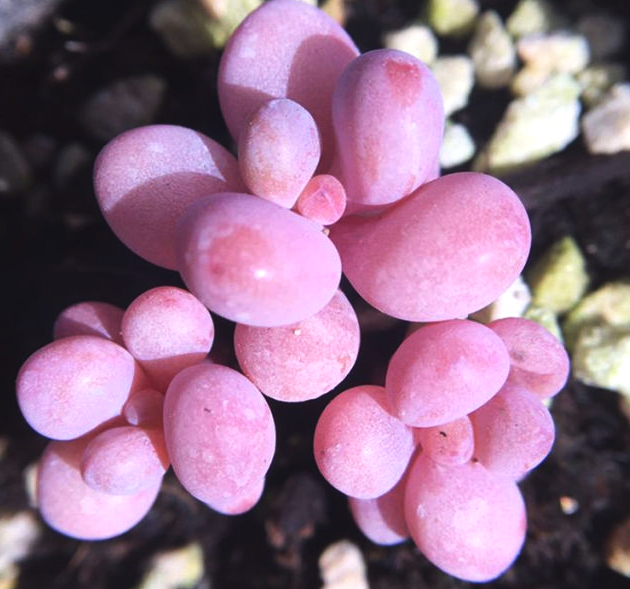 冬天桃蛋的养殖方法和注意事项,桃蛋露养的正确方法