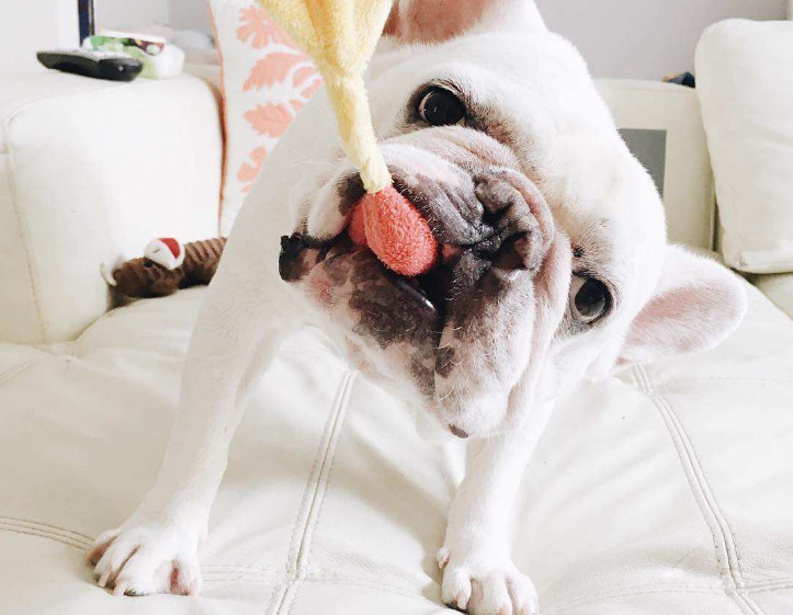 比熊法斗幼犬怎么喂养,如何培养幼犬法斗去笼子里拉屎