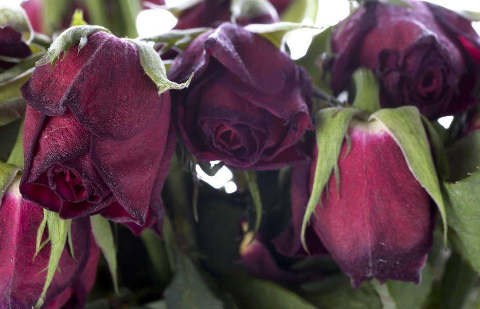 绣球鲜切花如何采后处理,鲜切花枯萎是什么原因