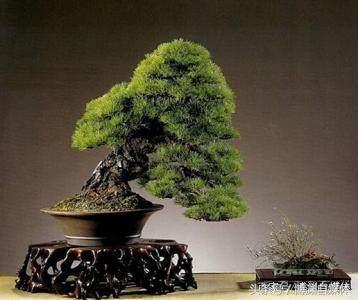 黑松大瓢盆景用什么盆 (黑松盆景用什么盆最好看)