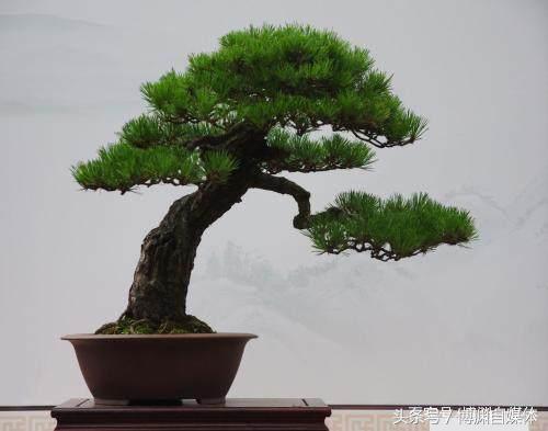 黑松大瓢盆景用什么盆 (黑松盆景用什么盆最好看)