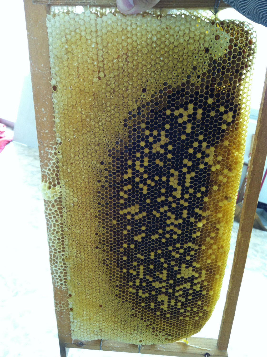 独门秘技巢虫防治新技术,独门秘技全集视频