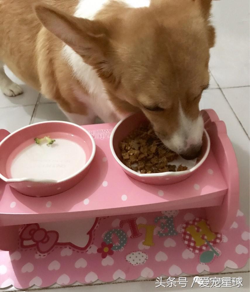 如何自制幼犬去泪痕狗粮视频教程,怎么给狗自制狗粮器