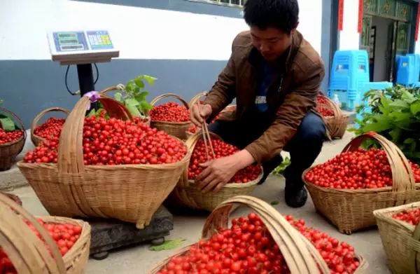 贵阳周边摘樱桃好去处,贵阳摘樱桃的地方有哪些