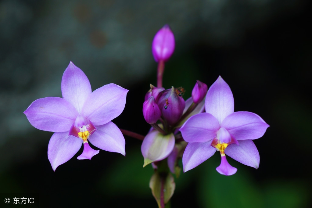 白芨本草新编,每日一学中药薤白