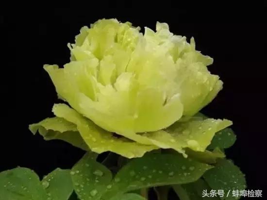 四月的洛阳牡丹盛开的地方,四月洛阳花开满城是花海