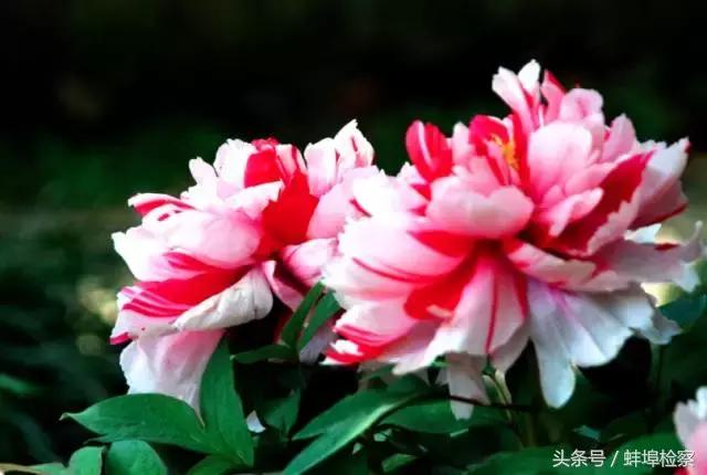 四月的洛阳牡丹盛开的地方,四月洛阳花开满城是花海