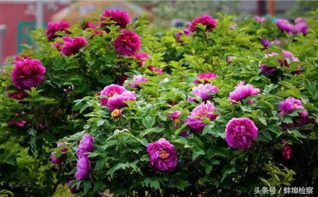 四月的洛阳牡丹盛开的地方,四月洛阳花开满城是花海