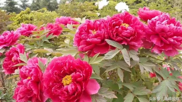 四月的洛阳牡丹盛开的地方,四月洛阳花开满城是花海